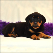 Gorgeous rottweiler puppies for loving homes