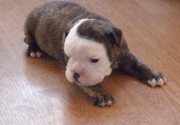 English Bulldog for  re homing , good looking puppy for sale 